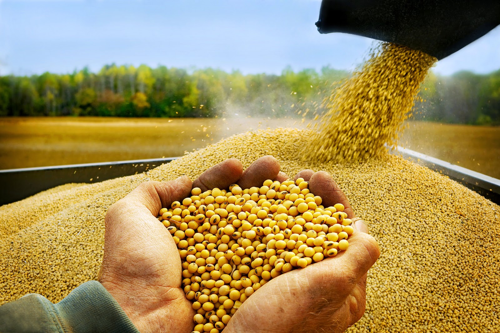Chất lượng cây trồng đậu tương và lúa mỳ Mỹ được cải thiện