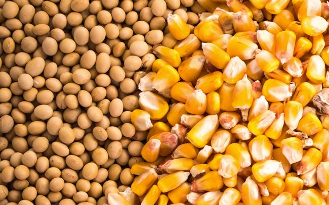 Chất lượng mùa vụ ngô và đậu tương tại Mỹ không mấy tích cực hỗ trợ cho giá hồi phục