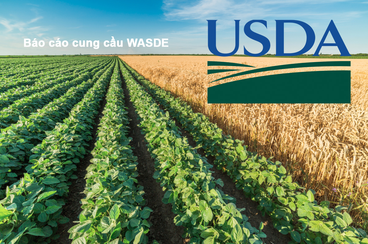  USDA nâng mức dự báo về nguồn cung nông sản trong khi giảm kỳ vọng về nhu cầu