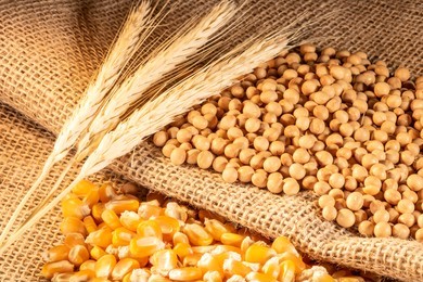 Nhóm đậu tương đồng loạt giảm, giá lúa mỳ nối dài chuỗi phiên tăng thứ 4 liên tiếp