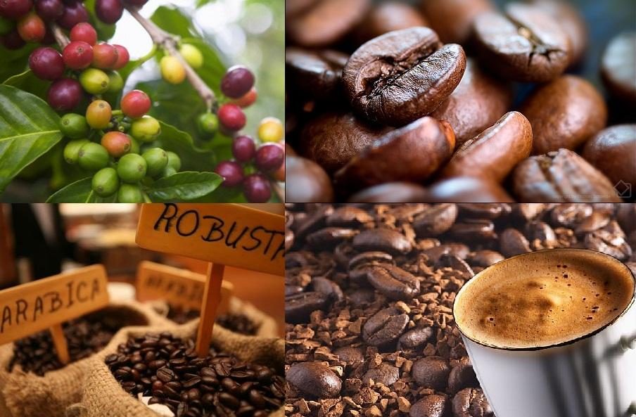 Giá cà phê Robusta bứt phá, bối cảnh nguồn cung trên thị trường Arabica "mờ mịt"