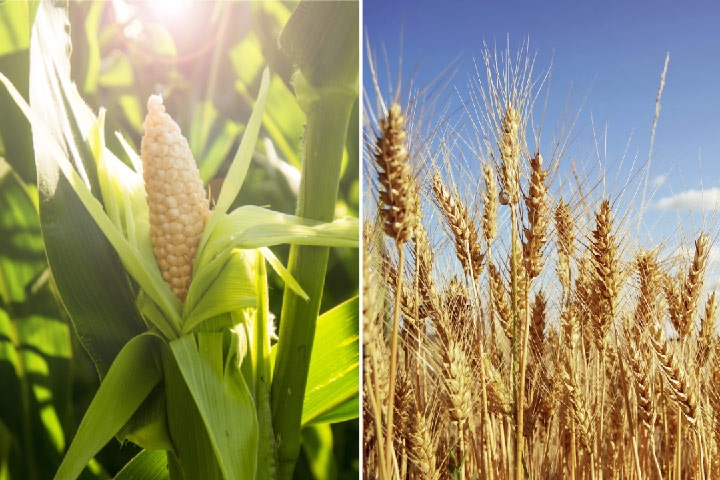 Diễn biến gieo trồng kém khả quan giúp giá ngô và lúa mì hồi phục