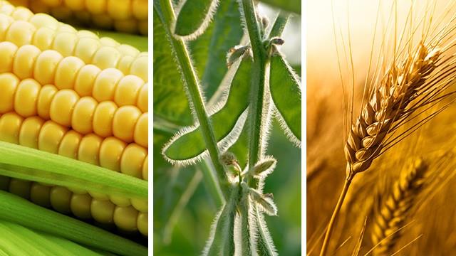 Nhu cầu đậu tương tại Trung Quốc tăng, nguồn cung lúa mì toàn cầu suy giảm