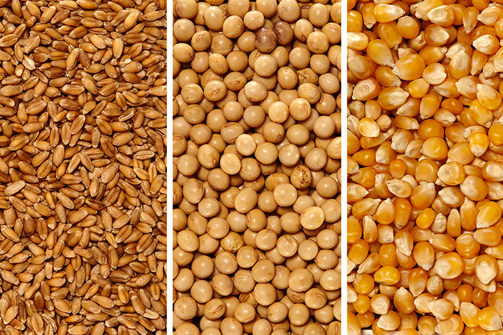 Giá lúa mì và dầu đậu tương tăng mạnh trở lại, ngô và đậu tương được hưởng lợi