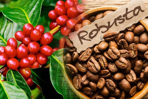 Nhiều yếu tố khiến giá cà phê Robusta hiện tại không thể tăng quá mạnh