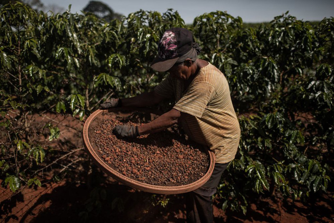 Giá cà phê nối dài tăng khi triển vọng mùa vụ cà phê năm 2022 của Brazil nhiều khó khăn