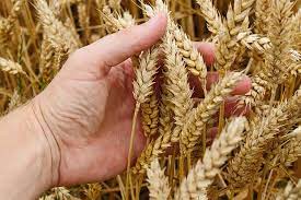 Giá lúa mì tăng kỷ lục, vượt thời điểm khủng hoảng lương thực toàn cầu năm 2008