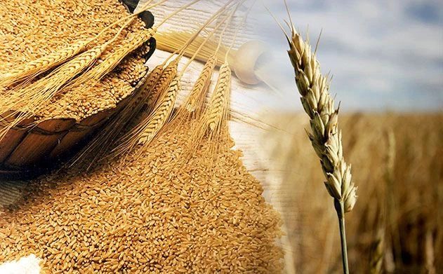 Làn sóng "bảo hộ lương thực" nổi lên khi giá lúa mì có khả năng tăng cao