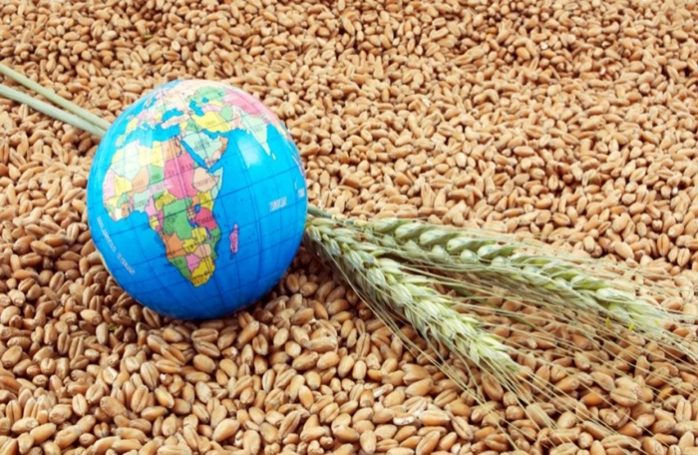 Triển vọng nguồn cung lúa mì toàn cầu thắt chặt