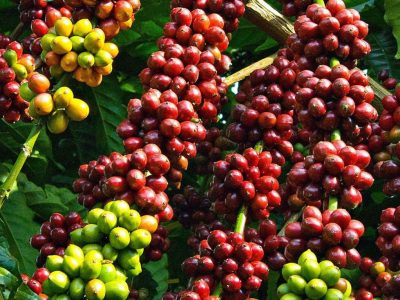 Nguồn cung cà phê thế giới đang bị thiếu hụt