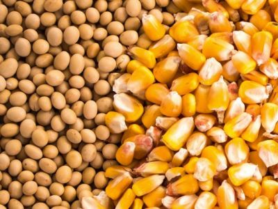 Chất lượng mùa vụ ngô và đậu tương tại Mỹ không mấy tích cực hỗ trợ cho giá hồi phục