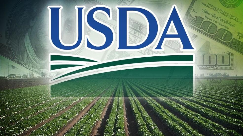 Các báo cáo của USDA khiến thị trường nông sản phân hóa