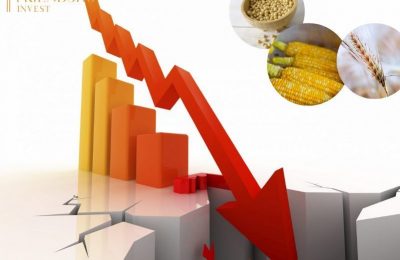 Triển vọng nguồn cung tích cực trong khi báo cáo giao hàng xuất khẩu giảm khiến giá nông sản lao dốc