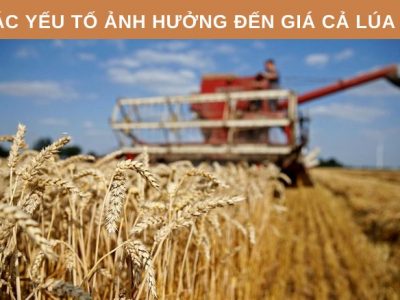 Các yếu tố ảnh hưởng đến giá lúa mì