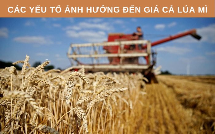 Các yếu tố ảnh hưởng đến giá lúa mì
