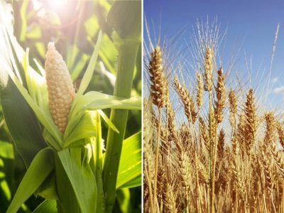 Diễn biến gieo trồng kém khả quan giúp giá ngô và lúa mì hồi phục