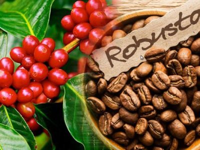 Nhiều yếu tố khiến giá cà phê Robusta hiện tại không thể tăng quá mạnh