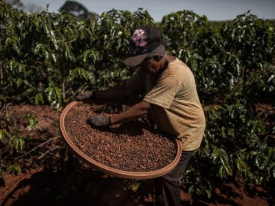 Nguồn cung tại các nhà sản xuất lớn thắt chặt đẩy giá cà phê toàn cầu tăng cao