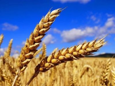 Giá lúa mì biến động với triển vọng nguồn cung trái chiều