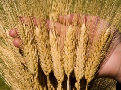 Nga thiết lập hành lang nhân đạo: Liệu nút thắt cho nguồn cung lúa mì có được gỡ bỏ?