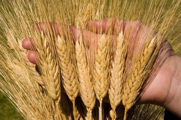 Giá lúa mì rung lắc mạnh: Con đường xuất khẩu chính bị “bóp nghẹt”, Ấn Độ cứu cánh cho nguồn cung toàn cầu