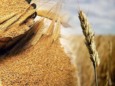 Làn sóng "bảo hộ lương thực" nổi lên khi giá lúa mì có khả năng tăng cao