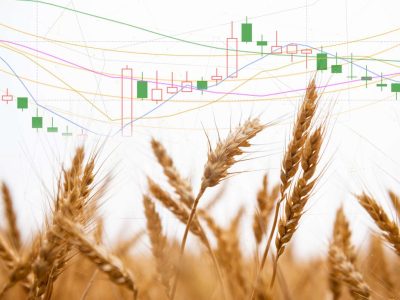 Giá lúa mì sẽ khó giảm sâu?