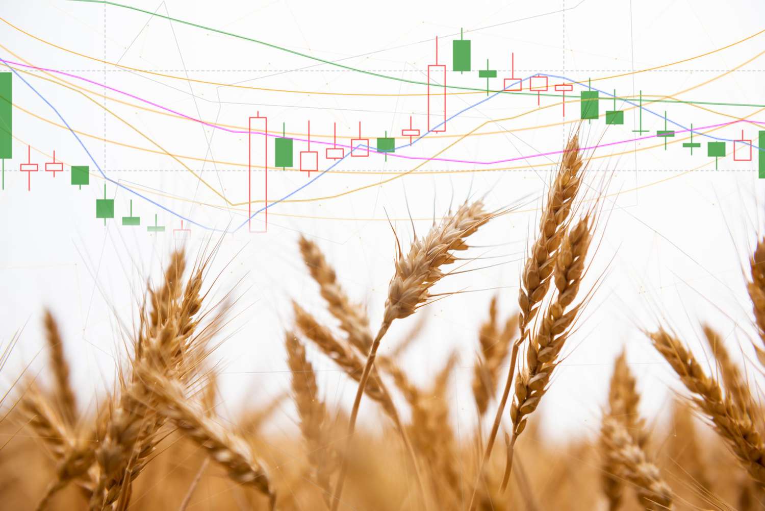 Giá lúa mì sẽ khó giảm sâu?