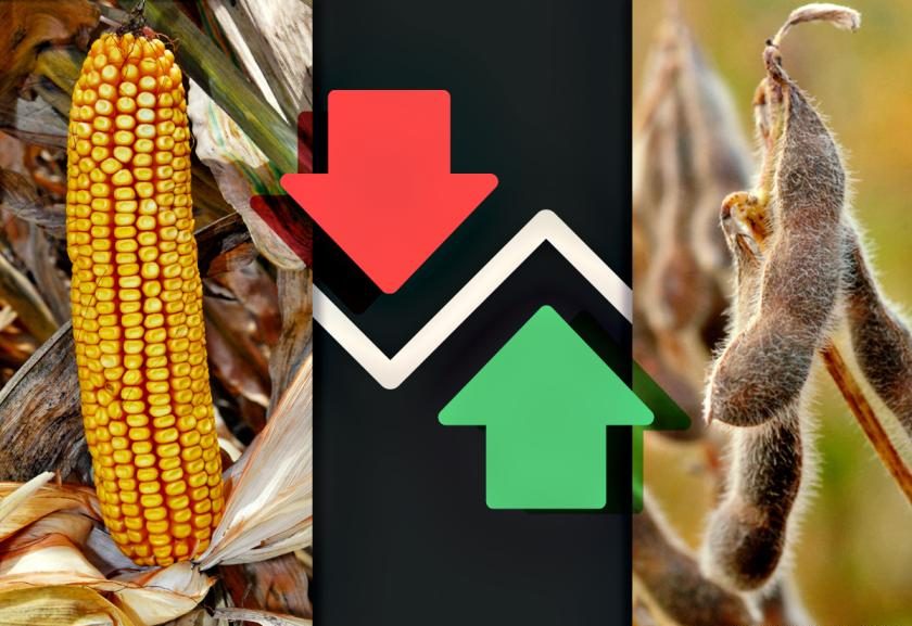 Giá ngô và đậu tương có thể duy trì đà tăng do lo ngại về nguồn cung từ Argentina