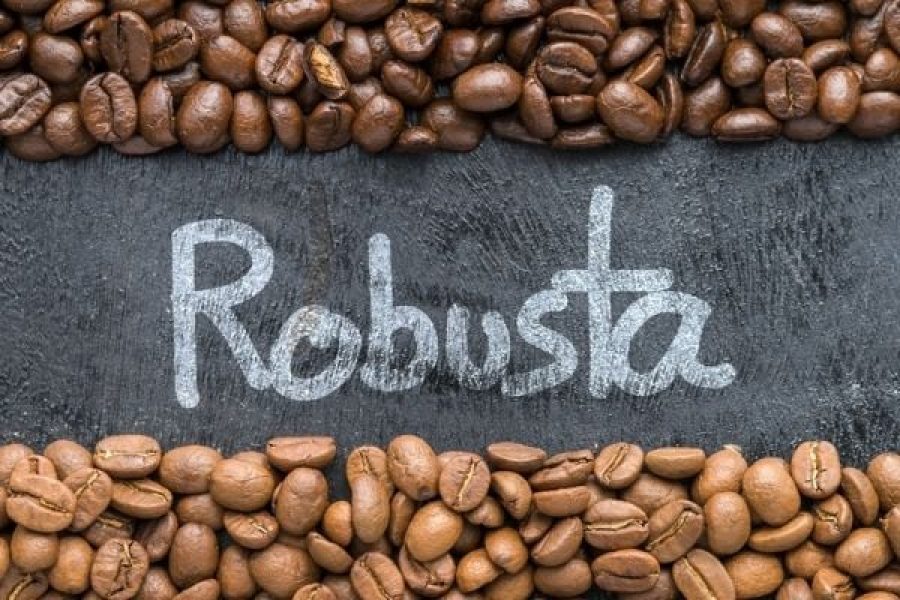 Xu hướng chính hiện tại của giá cà phê Robusta vẫn là giảm