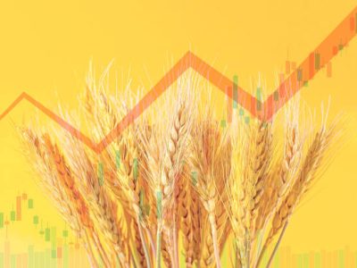 Phân tích lúa mì ngày 17/07: Lúa mì Chicago đang trong mô hình khó giao dịch và tiềm ẩn nhiều rủi ro
