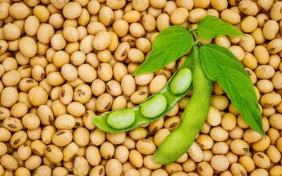 Giá đậu tương có thể tăng tiếp sau nhịp điều chỉnh