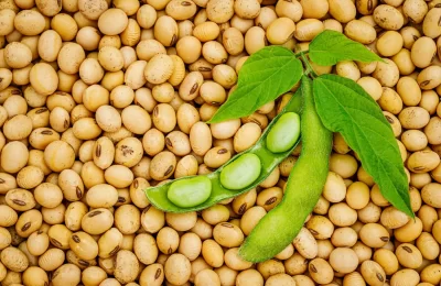 Giá đậu tương có thể tăng tiếp sau nhịp điều chỉnh