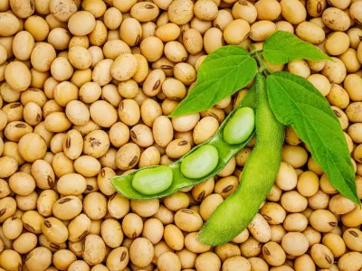 Giá đậu tương có thể tăng tiếp sau nhịp điều chỉnh