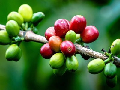 Phân tích Cà phê ngày 17/04: Giá tiếp tục xu hướng tăng và tiến vào vùng tích lũy
