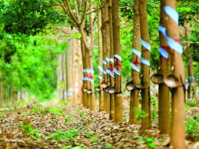 Giá cao su có dấu hiệu phục hồi sau đợt sụt giảm hồi đầu tháng 4