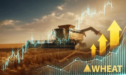 Giá lúa mì gặp áp lực từ nguồn cung dư thừa và nhu cầu sụt giảm