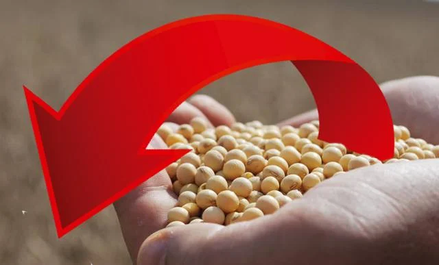 Phân tích Đậu tương ngày 25/06: Giá đậu tương đã điều chỉnh giảm đến gần vùng hỗ trợ