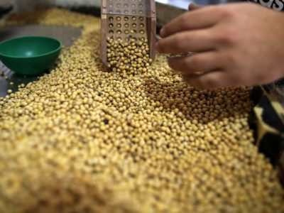 Phân tích Đậu tương ngày 29/07: Giá đậu tương chịu áp lực trong bối cảnh cầu yếu - cung tăng