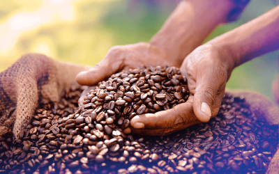 Giá cà phê Arabica phục hồi sau chuỗi giảm, nhà đầu tư tranh thủ lực đẩy từ thời tiết và tỷ giá