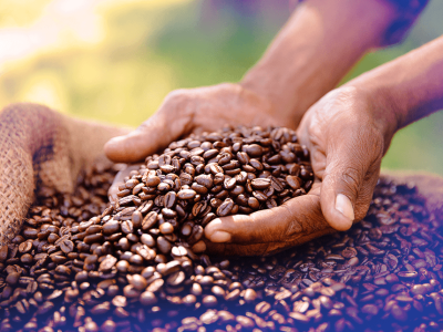 Giá cà phê Arabica phục hồi sau chuỗi giảm, nhà đầu tư tranh thủ lực đẩy từ thời tiết và tỷ giá