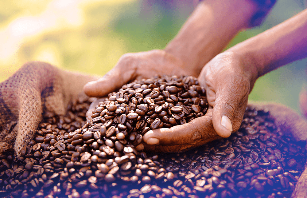 Giá cà phê Arabica phục hồi sau chuỗi giảm, nhà đầu tư tranh thủ lực đẩy từ thời tiết và tỷ giá