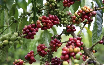 Phân tích Cà phê ngày 04/09: Giá cà phê đang trong trạng thái giằng co