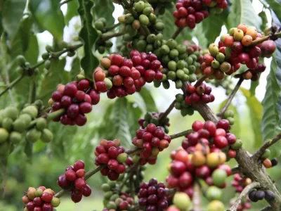 Phân tích Cà phê ngày 04/09: Giá cà phê đang trong trạng thái giằng co