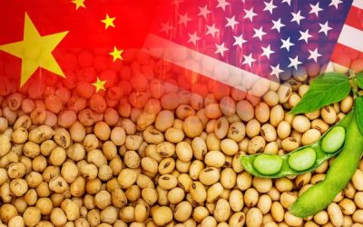 Phân tích Đậu tương 31/10/2025: Thị trường đậu tương được hỗ trợ khi nhu cầu đối với đậu tương Mỹ khởi sắc