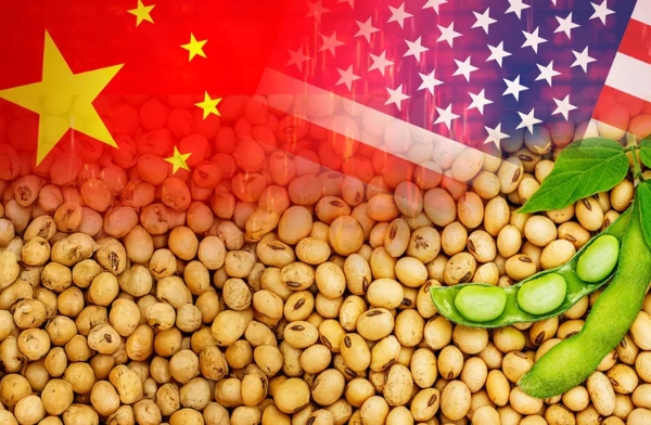 Phân tích Đậu tương 31/10/2025: Thị trường đậu tương được hỗ trợ khi nhu cầu đối với đậu tương Mỹ khởi sắc