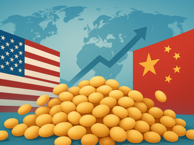 Phân tích Đậu tương 26/11: Giá đậu tương giằng co và biến động hẹp trước kỳ nghỉ lễ