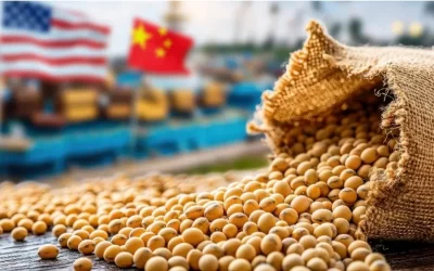 Phân tích Đậu tương 10/11: Thị trường đang trong trạng thái chờ dữ liệu mới