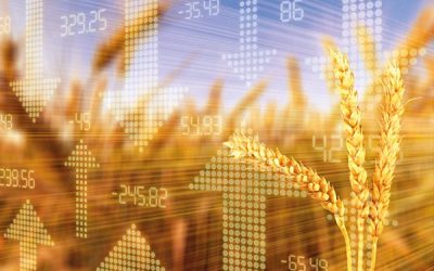 Phân tích Lúa mì 12/11: Giá lúa mì đi ngang trước thềm báo cáo WASDE, thị trường chuẩn bị cho biến động mới