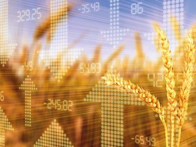 Phân tích Lúa mì 12/11: Giá lúa mì đi ngang trước thềm báo cáo WASDE, thị trường chuẩn bị cho biến động mới